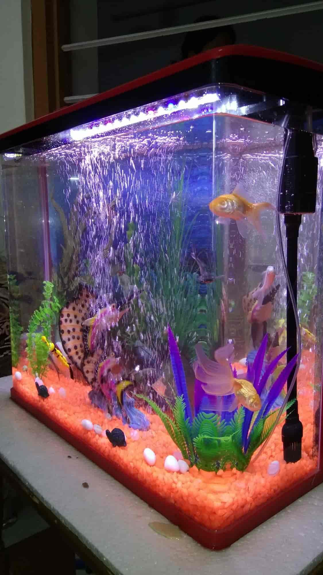 king fish aquarium udaipur city pet shops in udaipur rajasthan