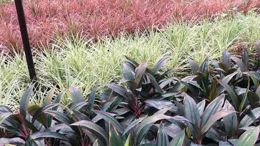 Roses Nursery Bachubhai S Nursery Nandesari Indoor Plant Dealers In Vadodara Justdial