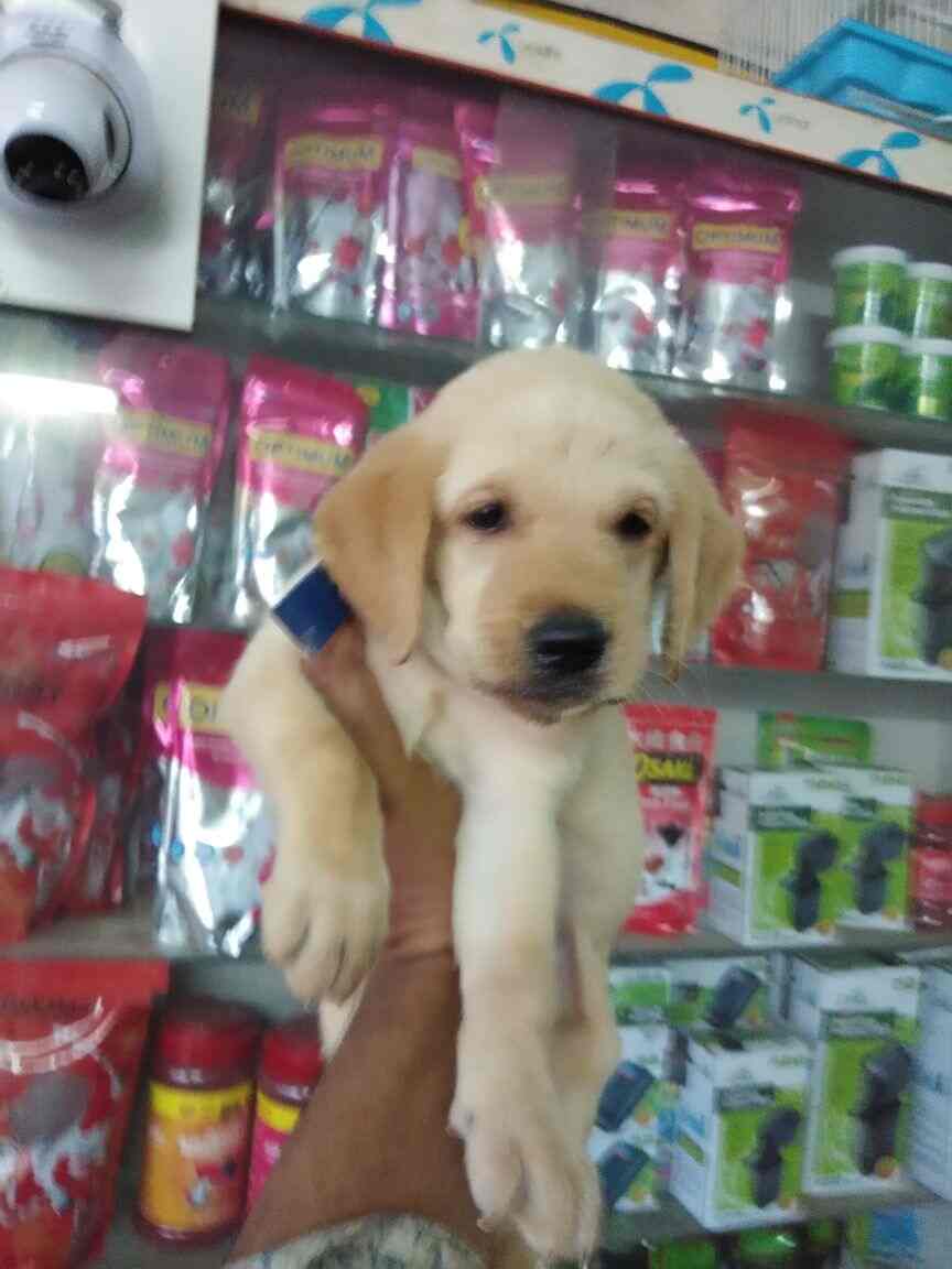 Top 59+ Olx vijayawada animals