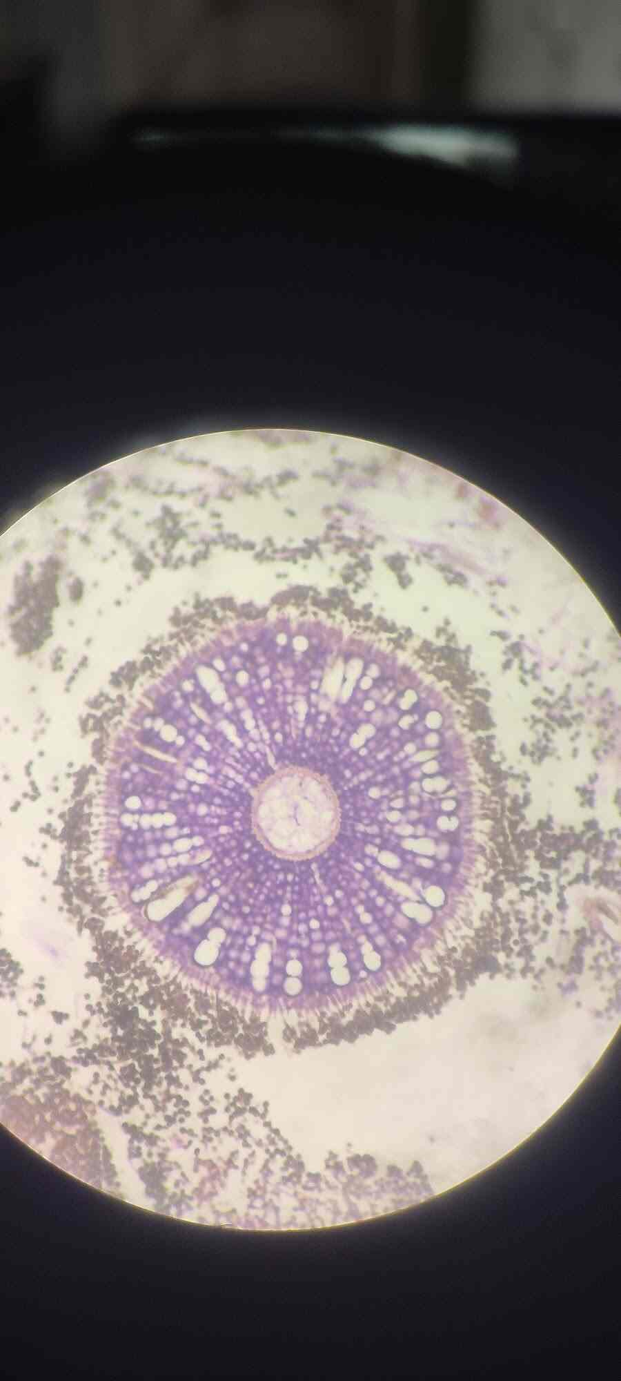 Lab view 6
