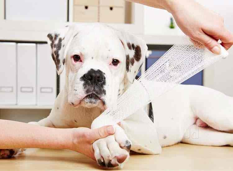 Directorate Of Animal Husbandry Veterinary Services Manglabag Animal Welfare Organisations In Cuttack Justdial