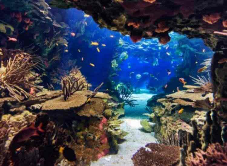 fish home laxmi nagar