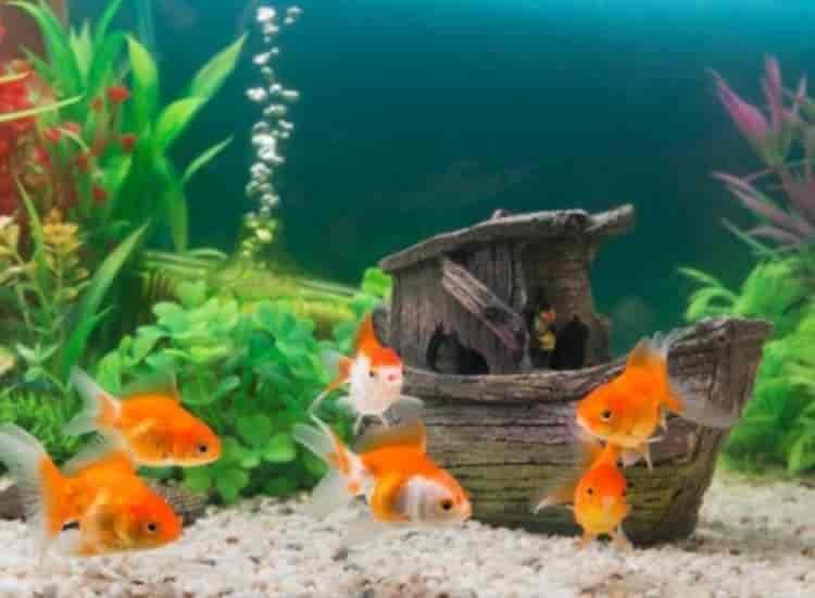 Skm Colour Fish Farm Kadayanallur - Aquariums In Kadayanallur Tenkasi - Justdial Skm Colour Fish Farm Kadayanallur - Aquariums In Kadayanallur Tenkasi - Justdial