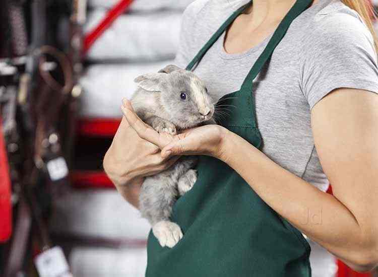 Chinchilla Pet For Sale In India / Exotic Pets 10 Unique