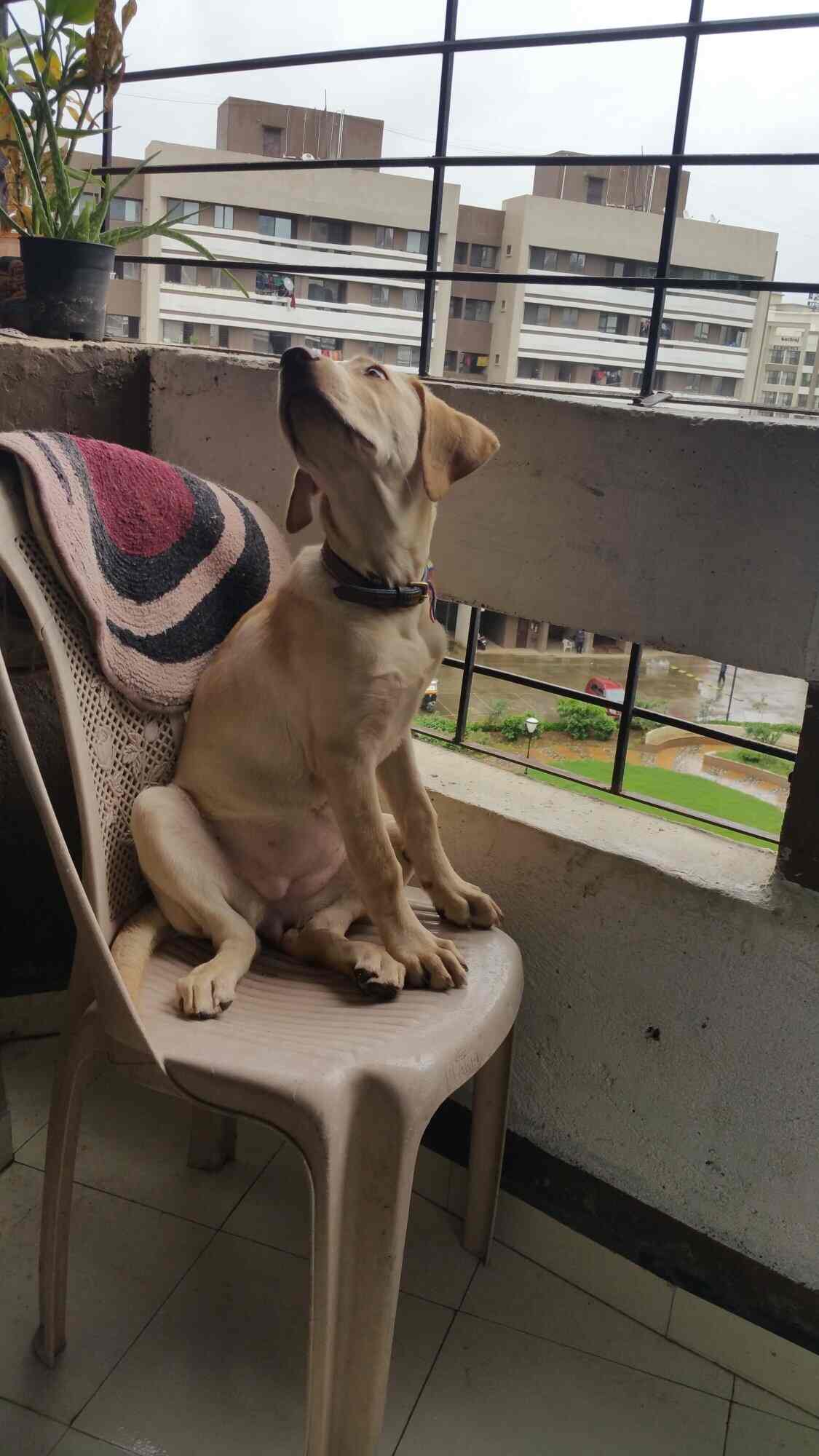 dog care takers near me