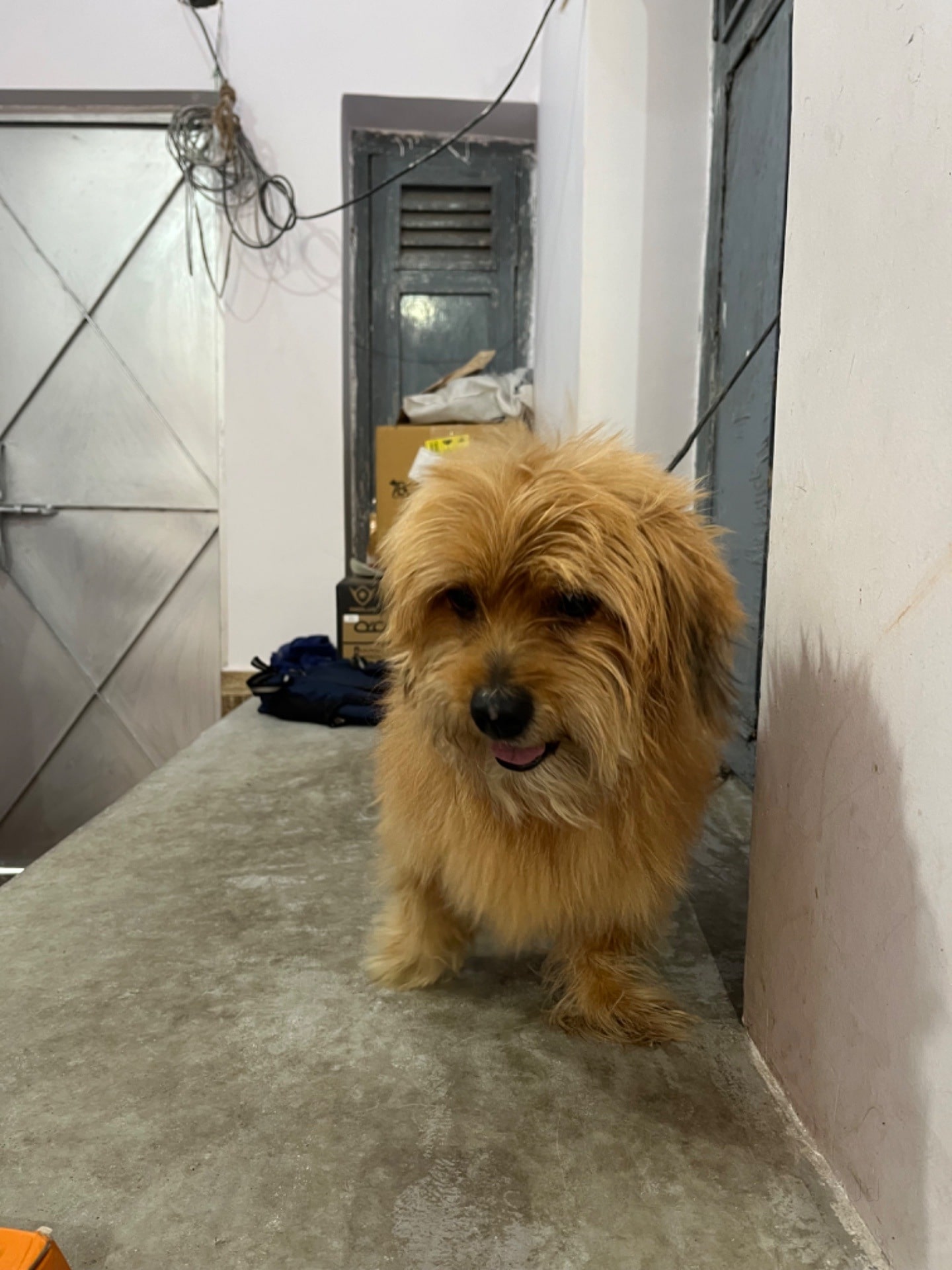 デパートメントBABIES　犬ソリ Dog Koshien