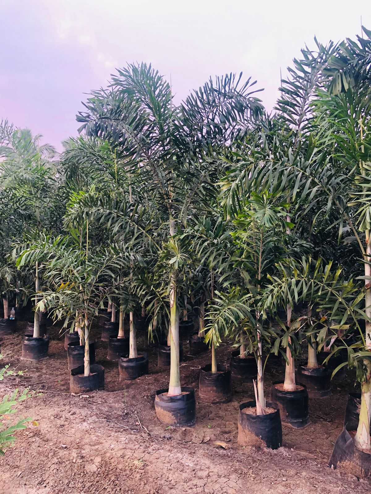 PALM CITY NURSERY & LANDSCAPING Updated September 2024 714 SW Pine