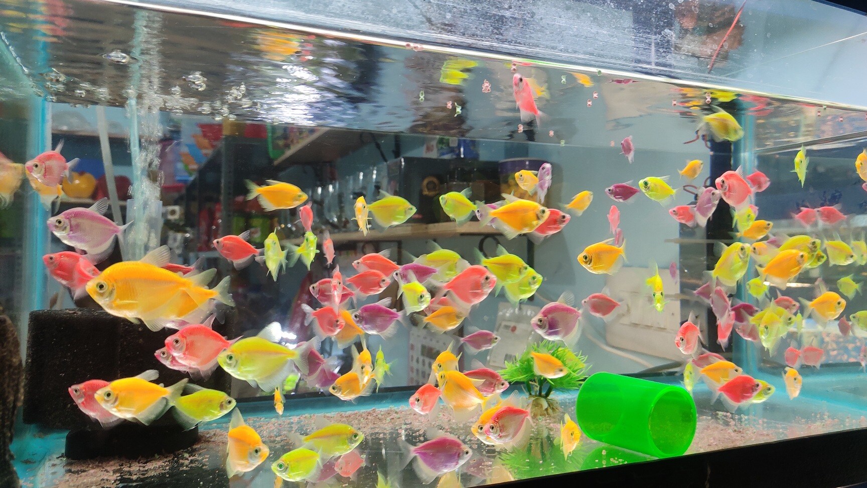 fish aquarium accessories in bangalore The Woody-like Sculpture Discover a diverse selection of
