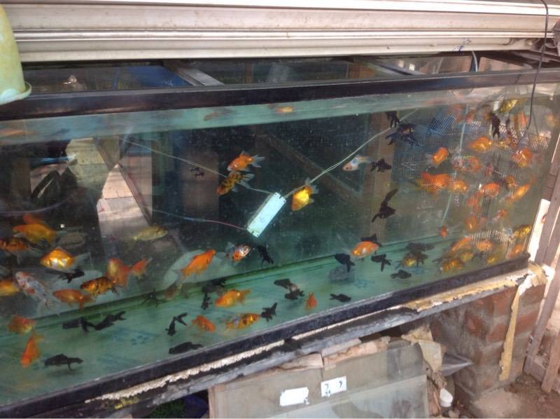 Kolathur Fish Market Places To Buy Aquarium Fish Kolathur Fish
