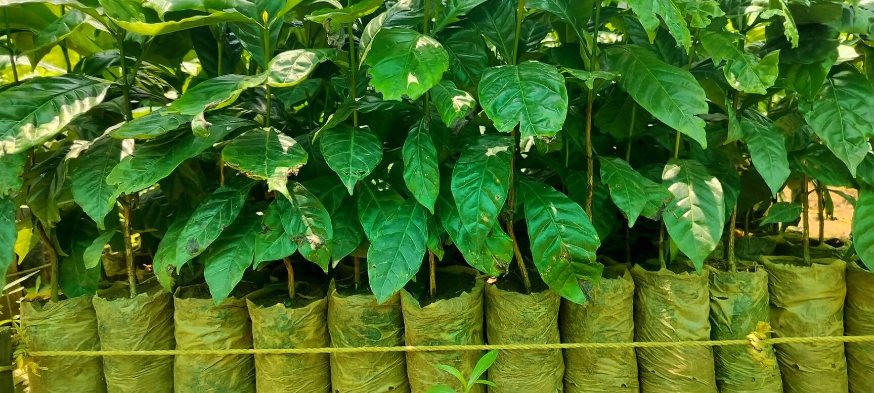 Coffee Cloning Nursery