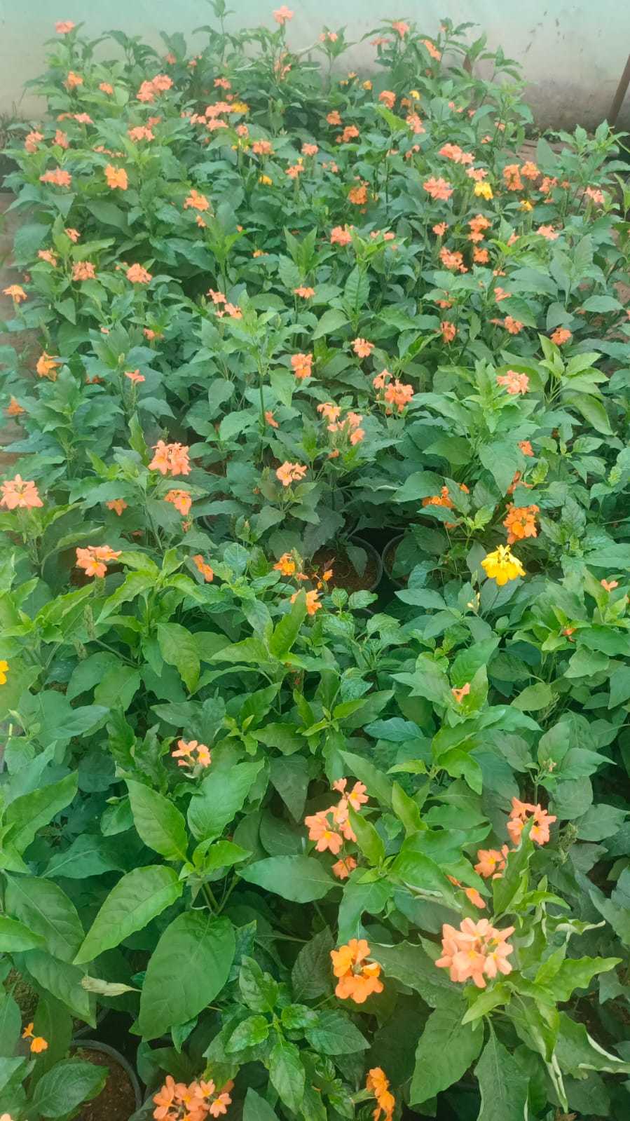 Boji Plant Nursery in Ponnampet,Coorg - Best Plant Nurseries near me in  Coorg - Justdial