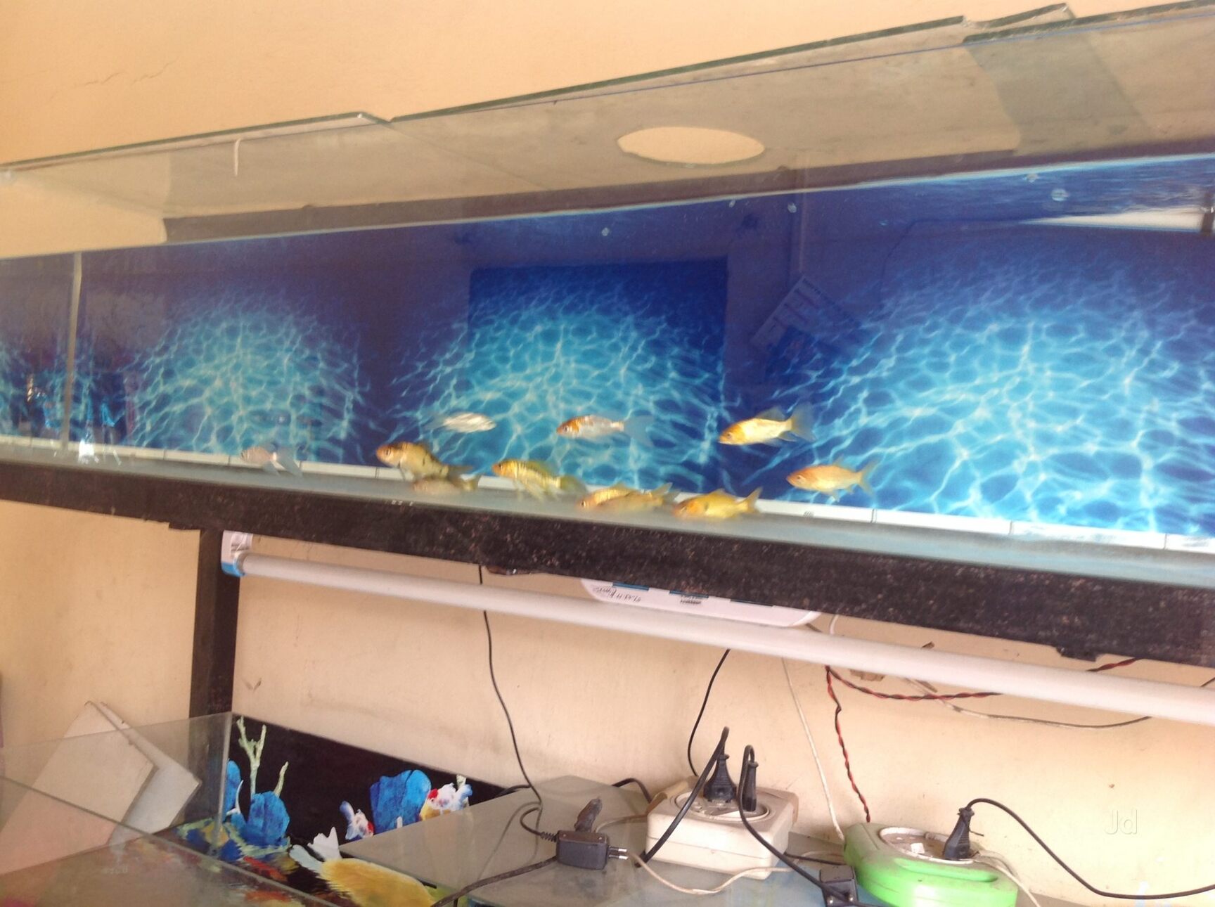 Blue Star Fish Aquarium Pet Shop in Bawana Delhi Best Aquarium Accessory Dealers near me in Delhi Justdial