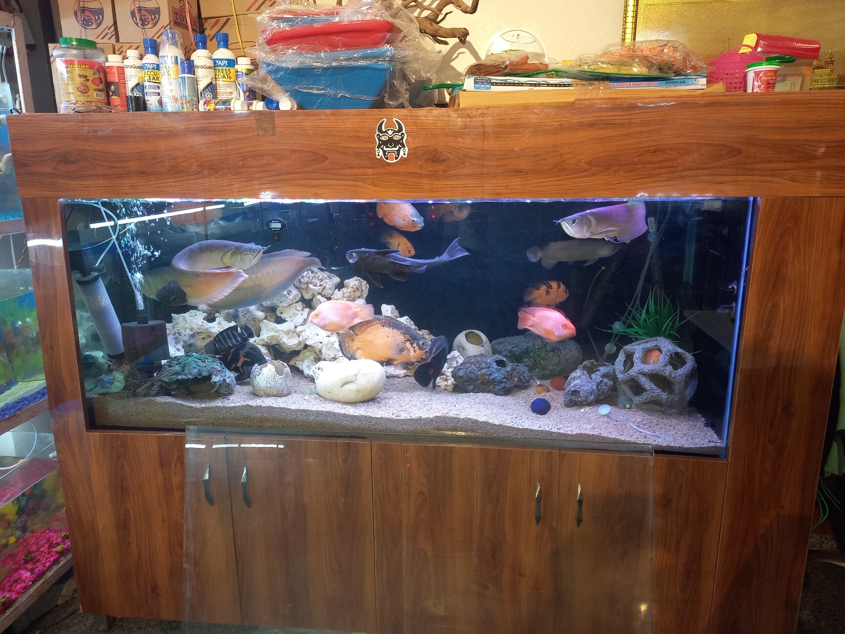 Aquatic Fish Pet Store in New Railway Road Gurgaon Best Aquarium Fish Dealers near me in Gurgaon Justdial