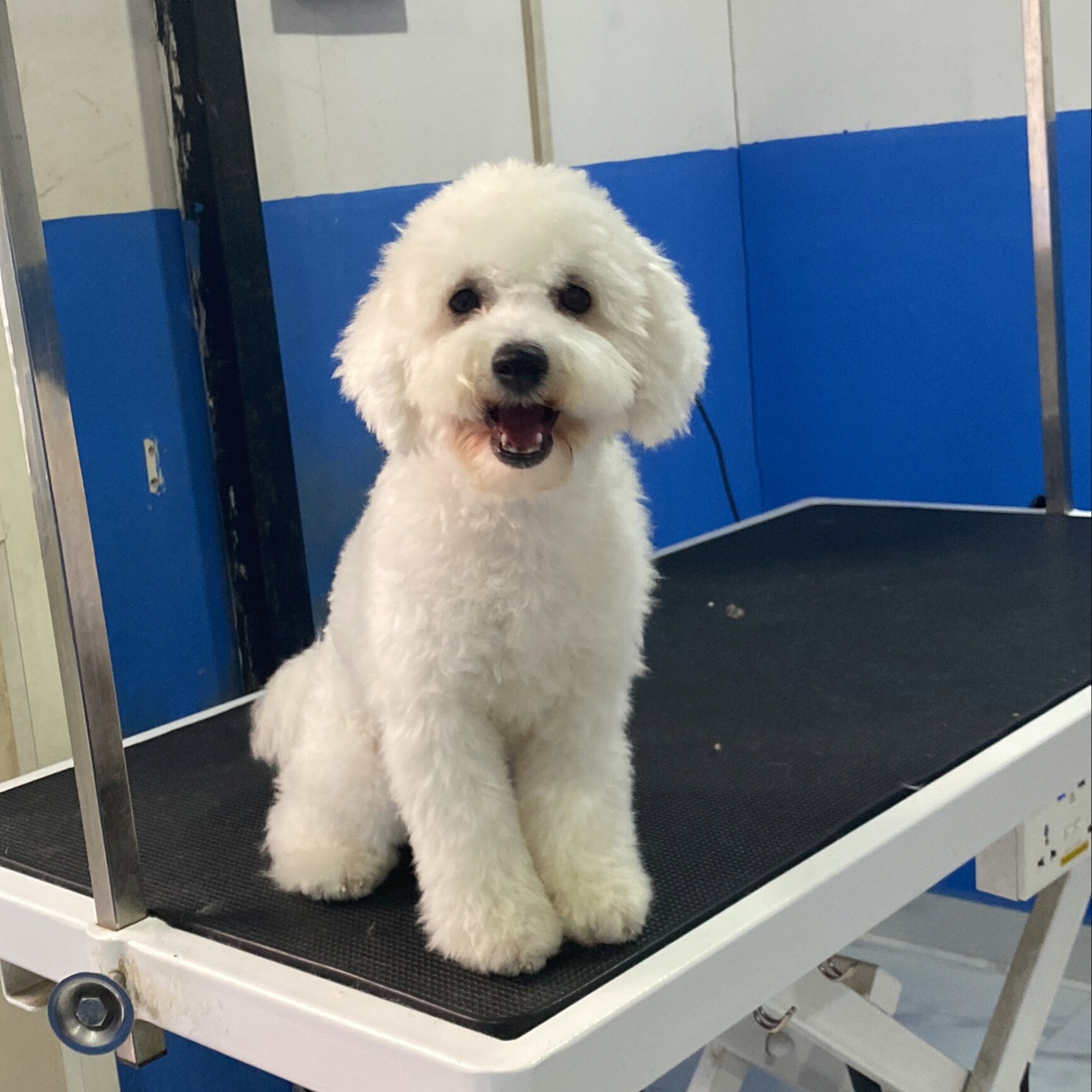 bow wow's dog grooming