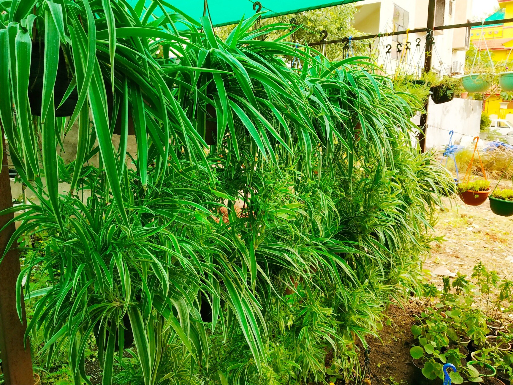 Myro Farms in Mahendra Hills,Hyderabad - Best Fruit Plant Nurseries near me  in Hyderabad - Justdial