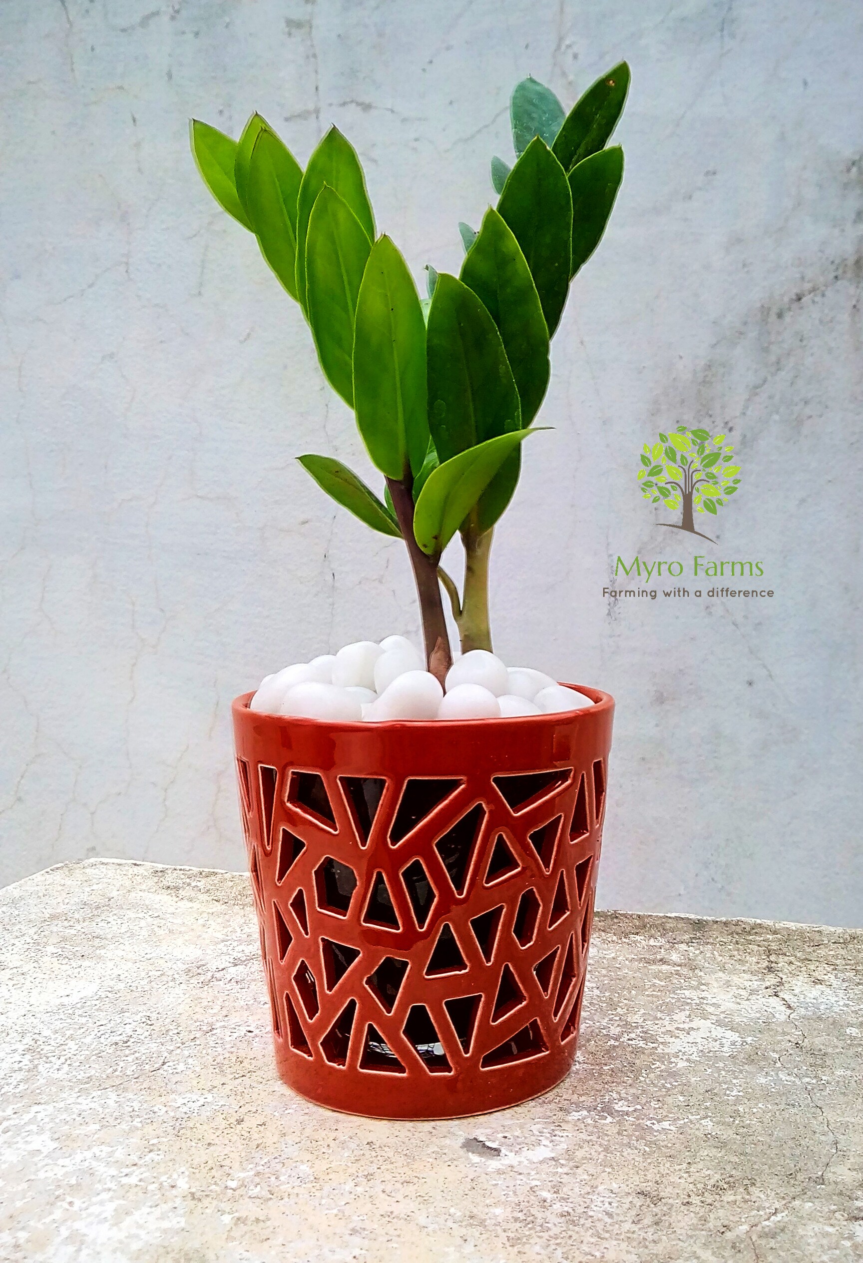 Myro Farms in Mahendra Hills,Hyderabad - Best Fruit Plant Nurseries near me  in Hyderabad - Justdial