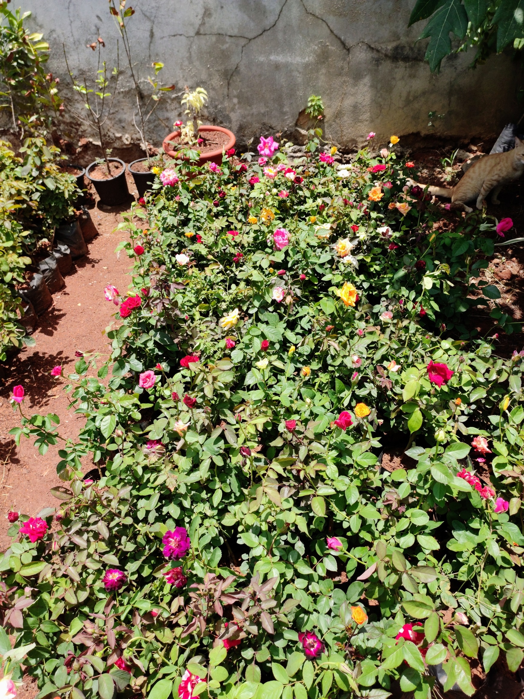 Myro Farms in Mahendra Hills,Hyderabad - Best Fruit Plant Nurseries near me  in Hyderabad - Justdial