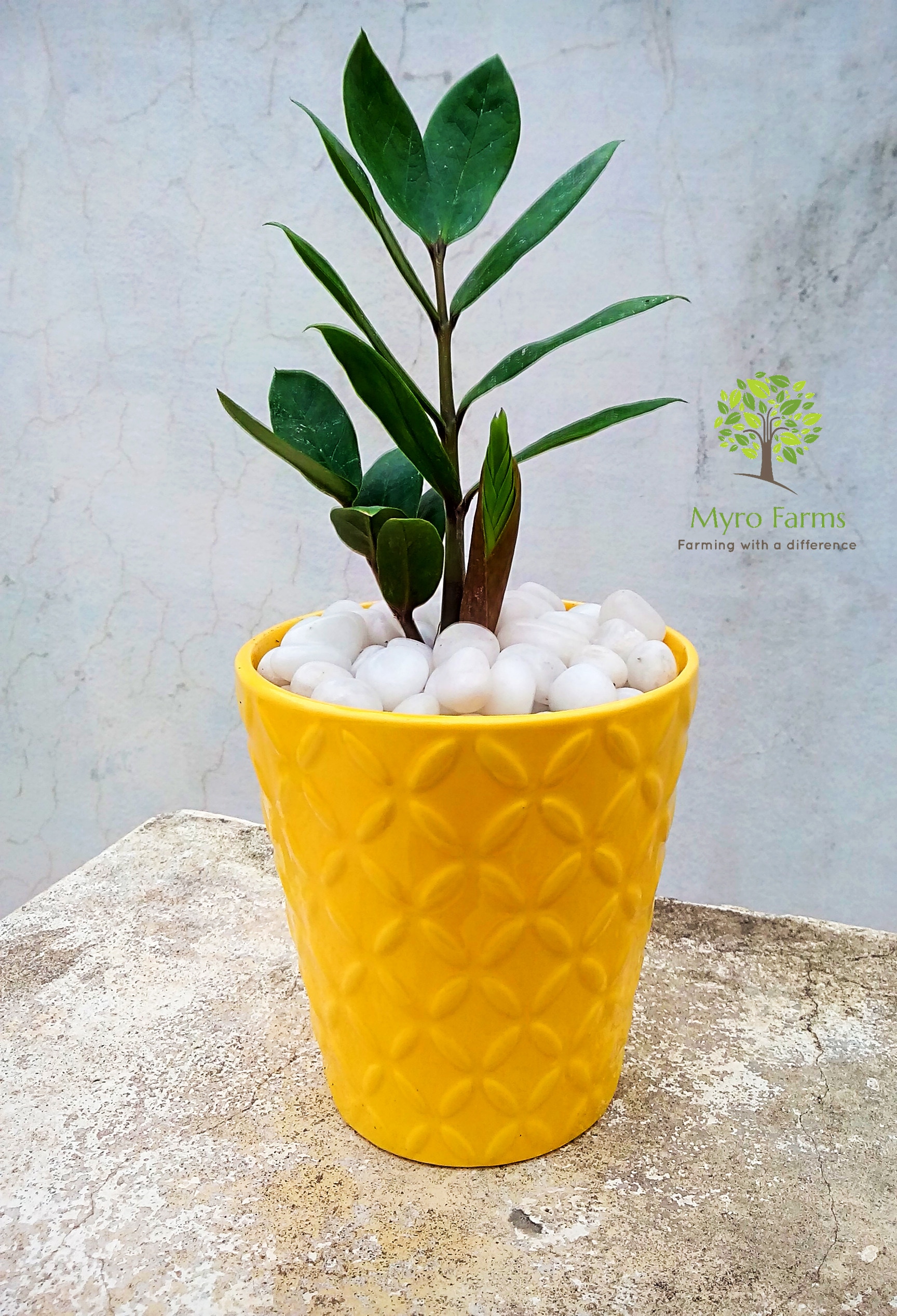 Myro Farms in Mahendra Hills,Hyderabad - Best Fruit Plant Nurseries near me  in Hyderabad - Justdial