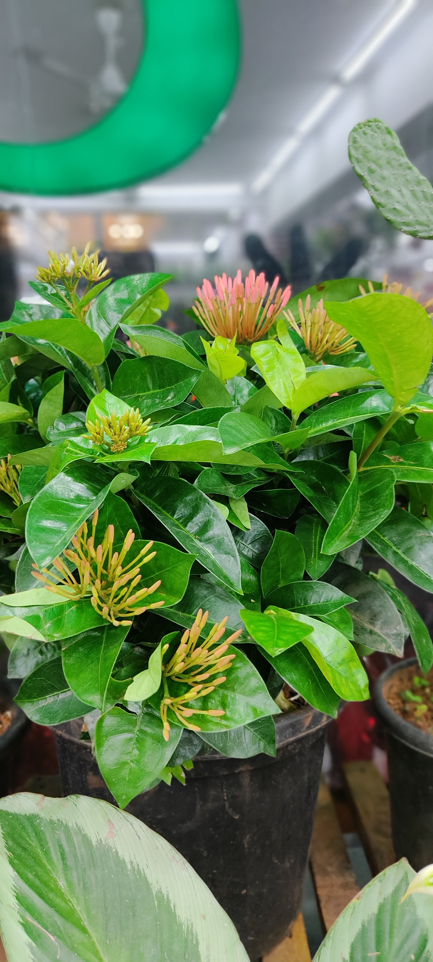 Myro Farms in Basheer Bagh,Hyderabad - Best Plant Nurseries near me in  Hyderabad - Justdial