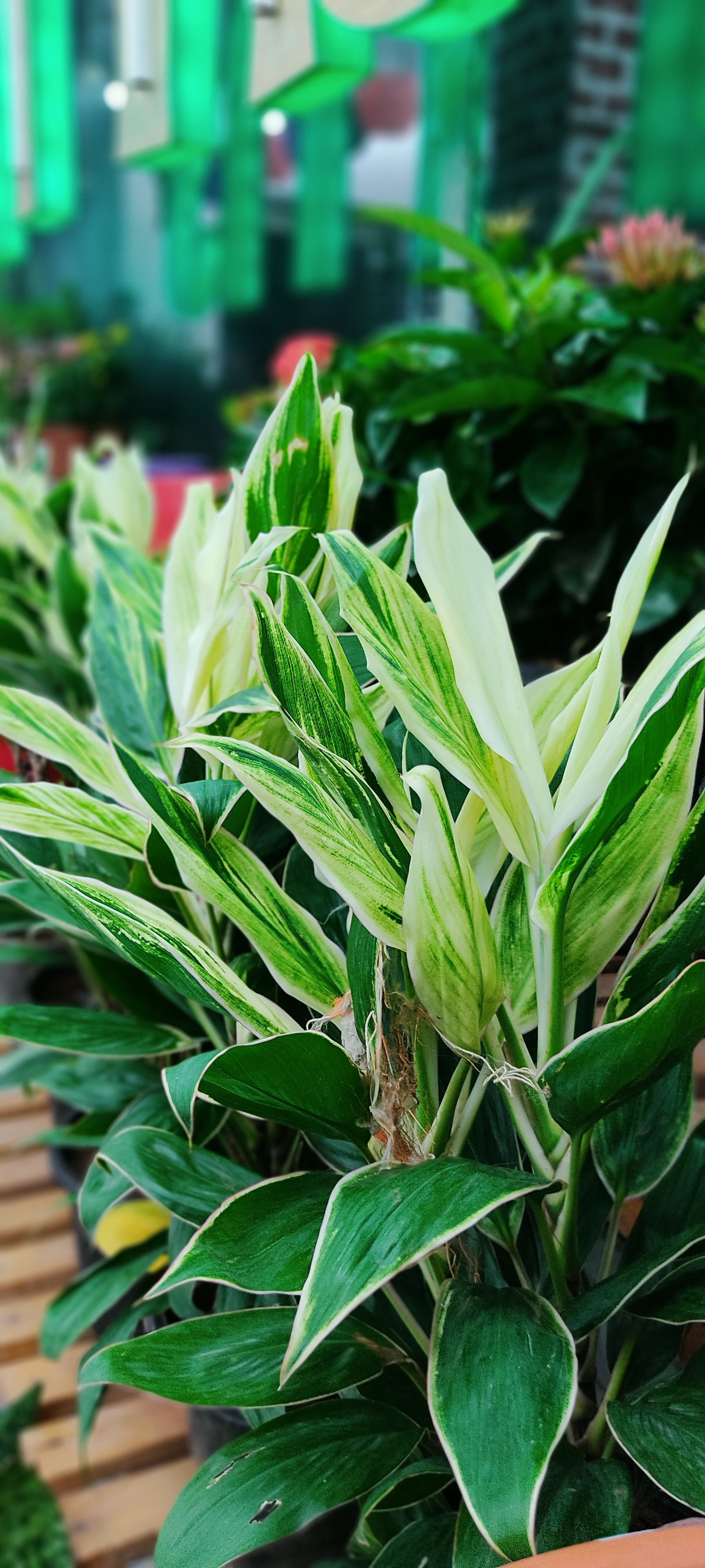 Myro Farms in Basheer Bagh,Hyderabad - Best Plant Nurseries near me in  Hyderabad - Justdial