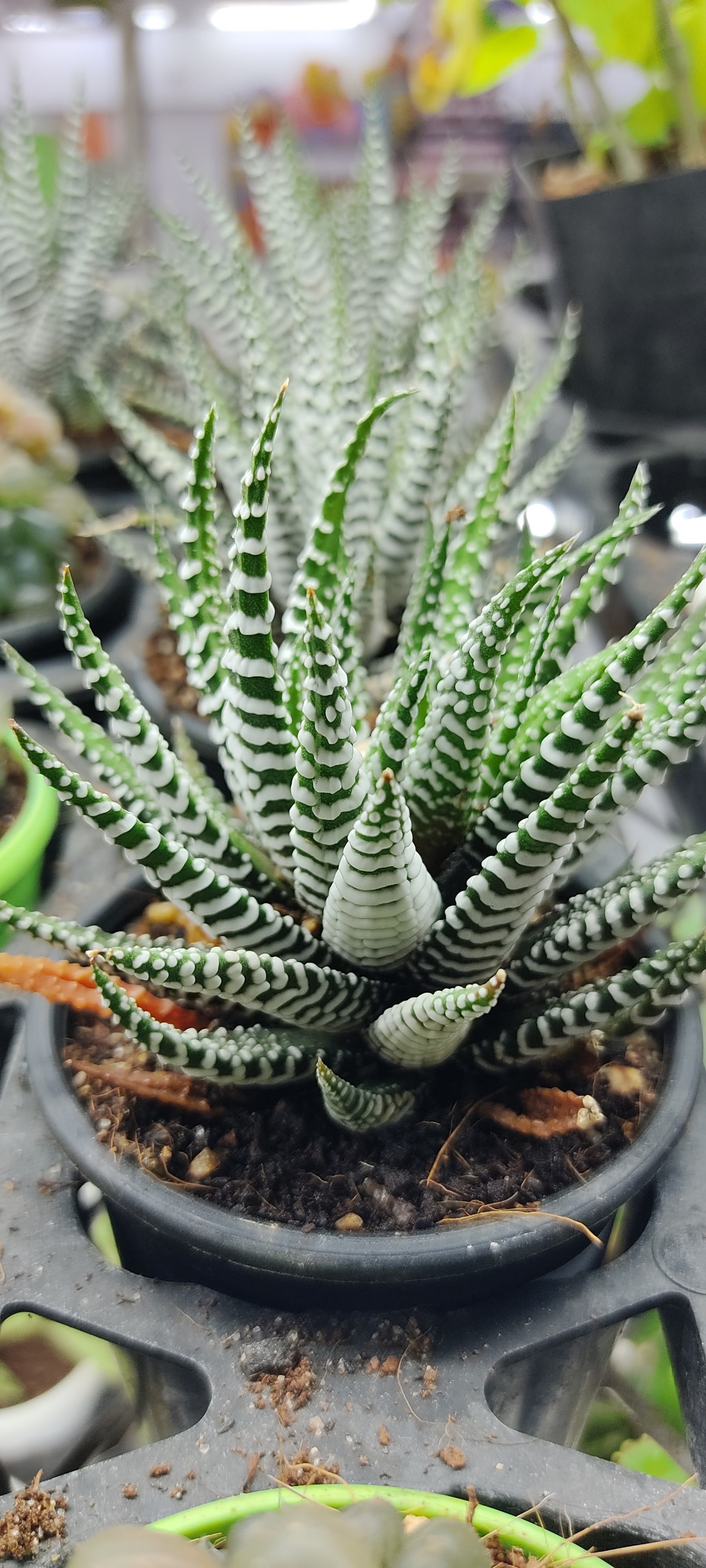 Myro Farms in Basheer Bagh,Hyderabad - Best Plant Nurseries near me in  Hyderabad - Justdial