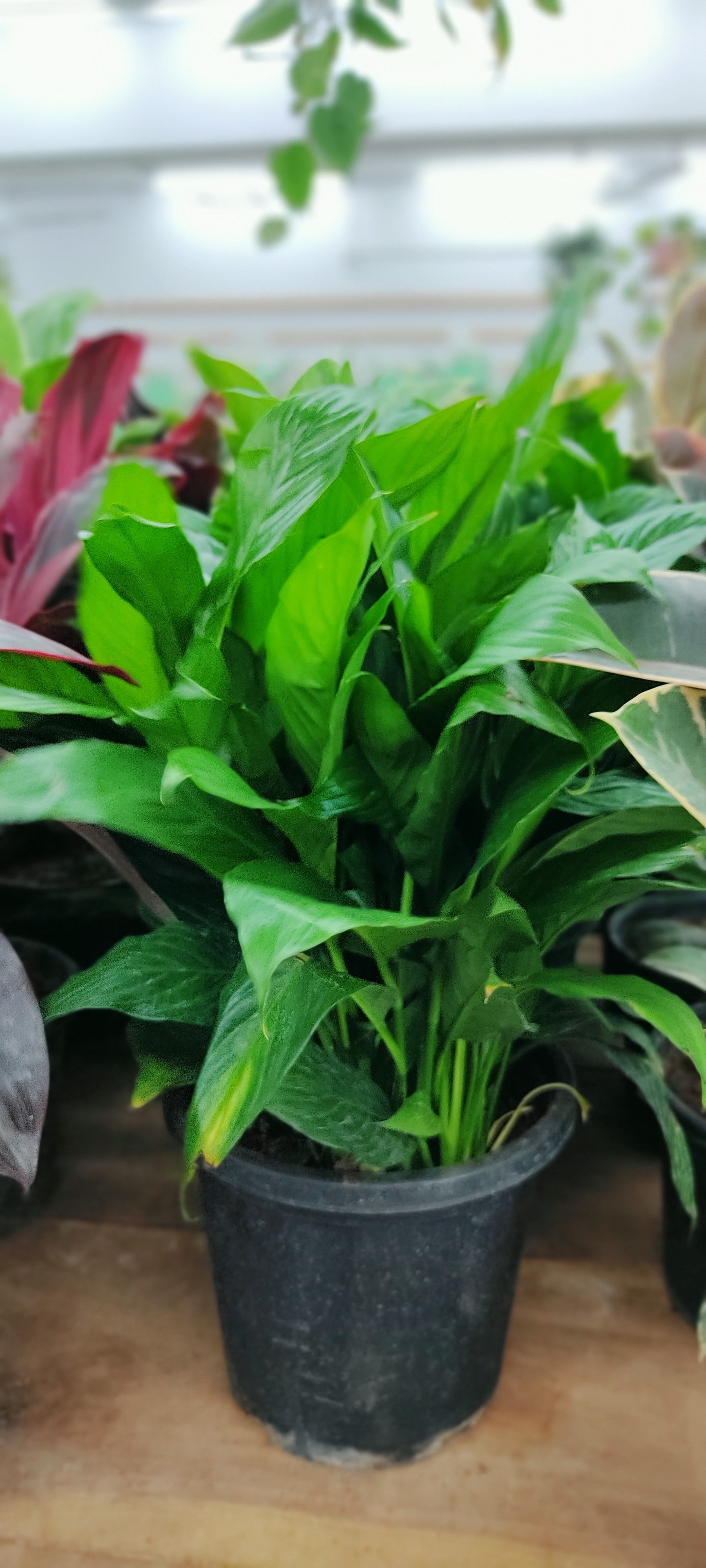 Myro Farms in Basheer Bagh,Hyderabad - Best Plant Nurseries near me in  Hyderabad - Justdial