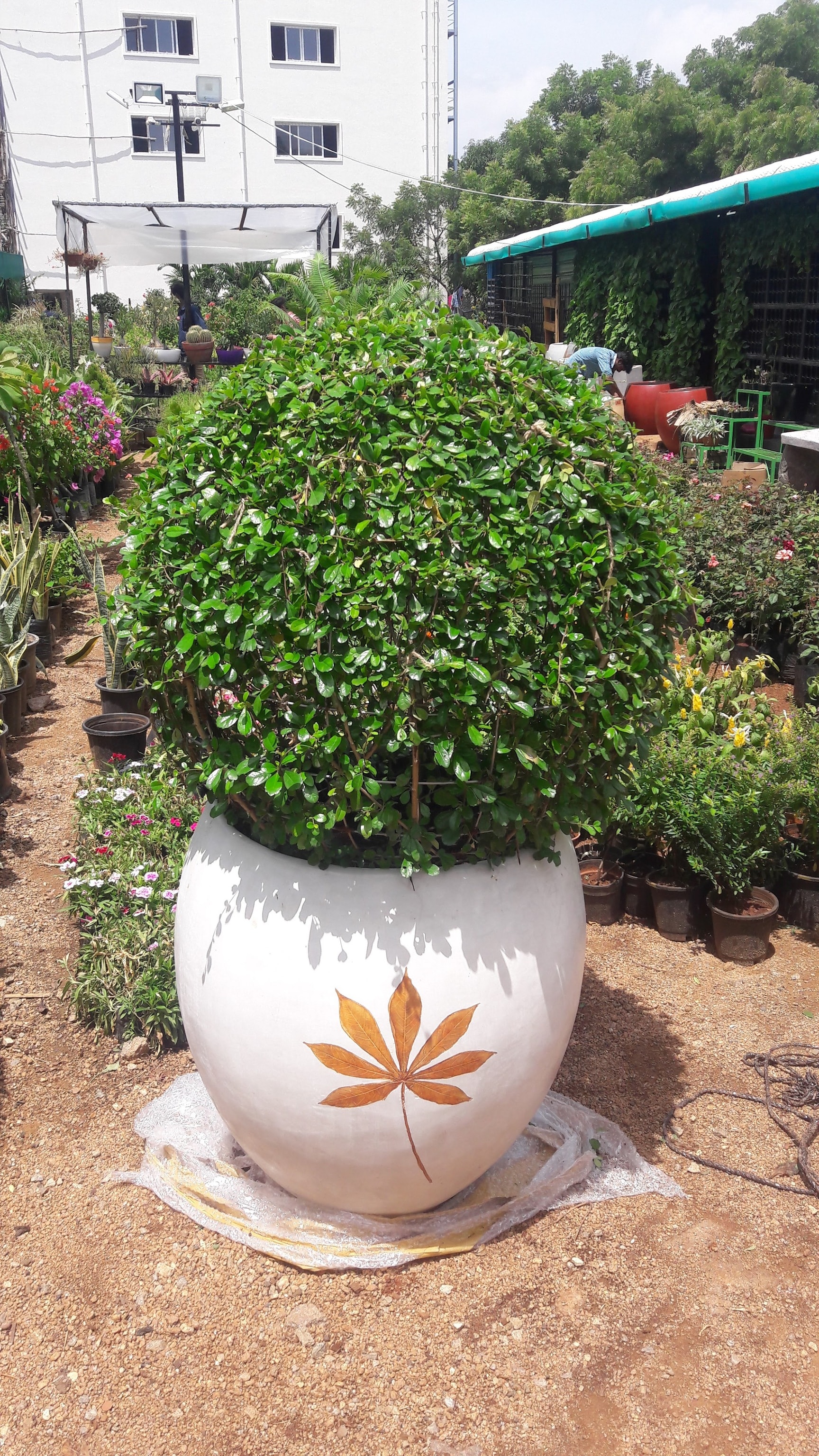 Just Plants in Jubilee Hills,Hyderabad - Best Fruit Plant Nurseries near me  in Hyderabad - Justdial