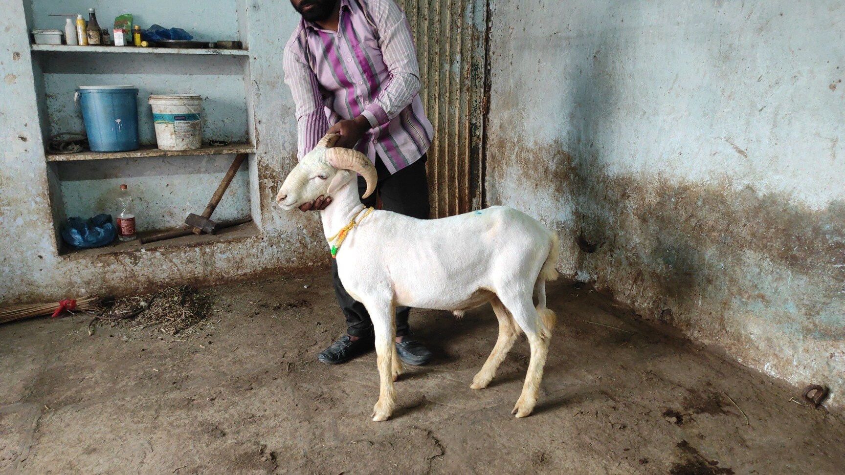 A1 Goat & Sheeps in Jiyaguda,Hyderabad - Best Pet Shops near me in  Hyderabad - Justdial