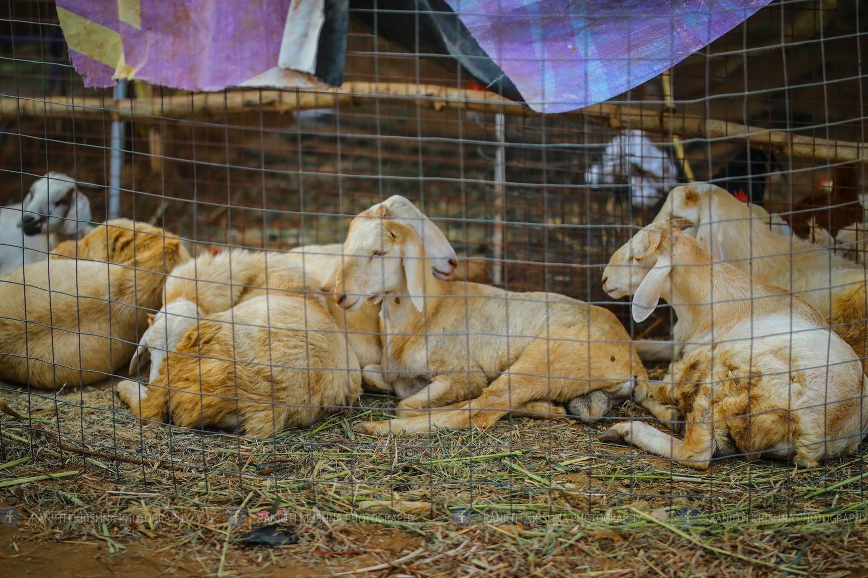 Aqua Park in Kondapur,Hyderabad - Best Aquarium Accessory Dealers near me  in Hyderabad - Justdial