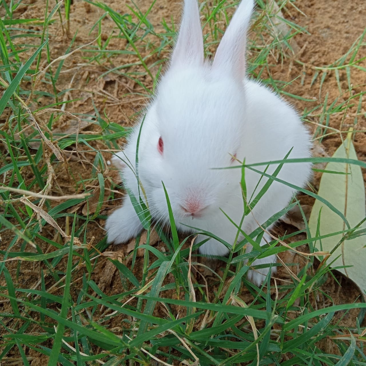 Rabbit Baby Shop in Kartarpura,Jaipur - Best Pet Shops For Rabbit near me  in Jaipur - Justdial