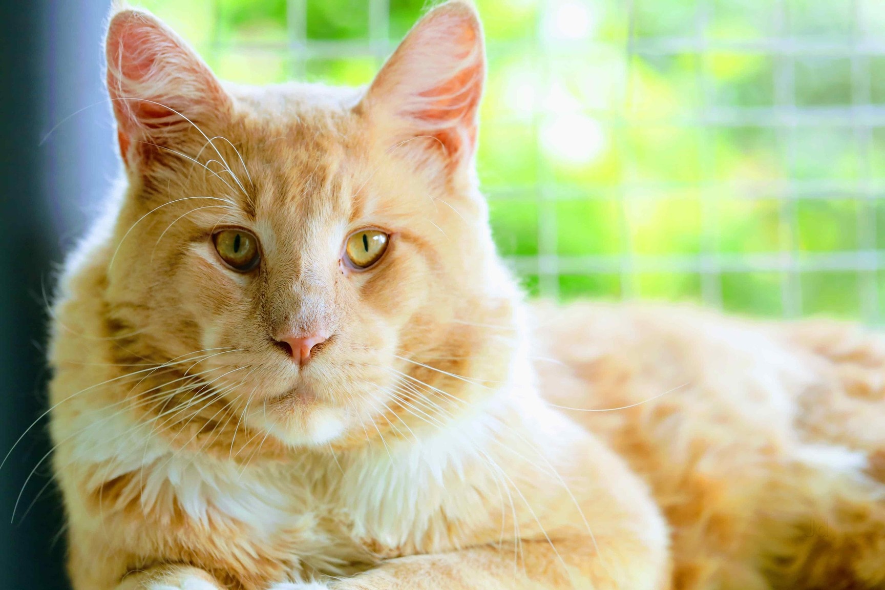 Royal Maine Coon Cat Cattery in Vengara,Kollam - Best Pet Shops near me in  Kollam - Justdial