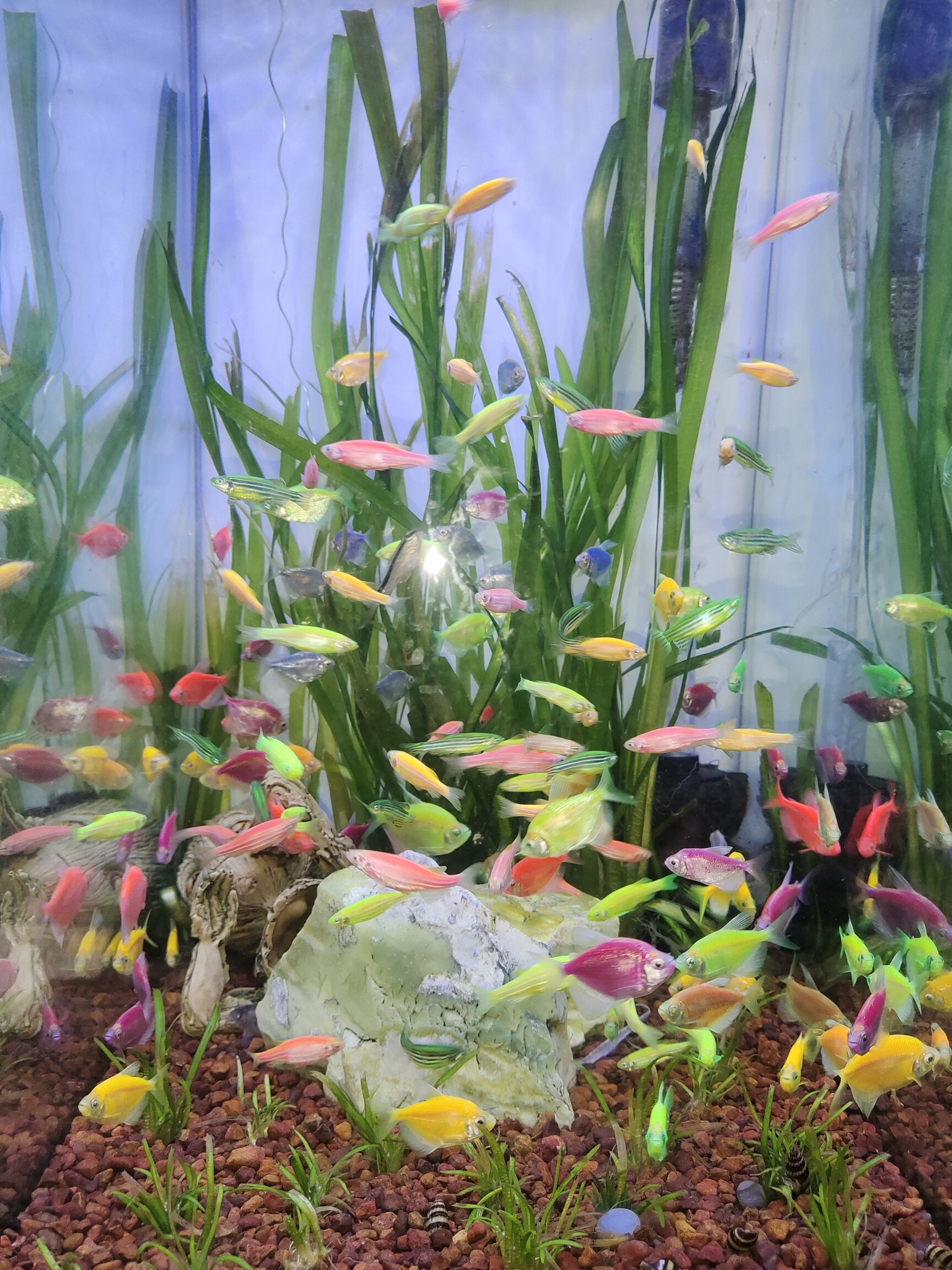 fish aquarium accessories mumbai DEAR PET Cave Decoration Resin Hideout Barrel Ornament for Fish Tank Natural Aquascape Decor Safe Shelter for Small Fish Betta Guppy Shrimp Tank Non Toxic Durable Design Inside India's Biggest Aquarium Fish