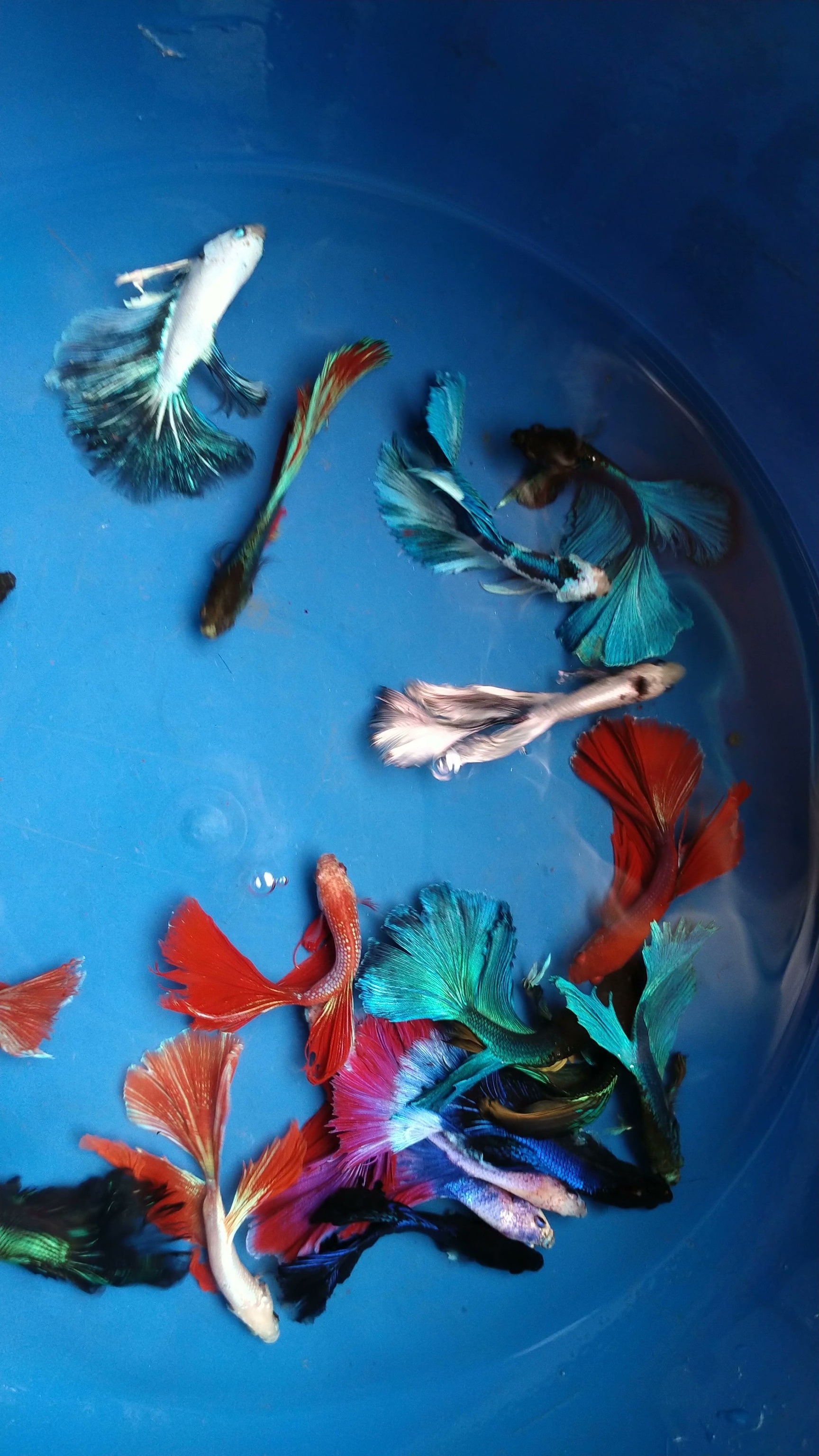 fish aquarium accessories mumbai DEAR PET Decoration Log Cave Tank Ornament Natural Wood Style Hiding Tunnel for Fish Shrimp Betta Small Fish Aquascape Decor Resin Multi Color Bottom Dwellers Fish