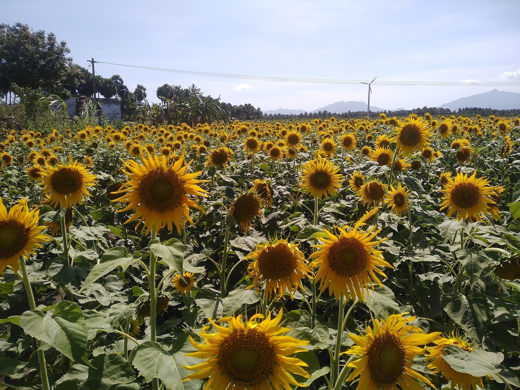The Big Sunflower Garden in Kambley,Tirunelveli - Parks near me in