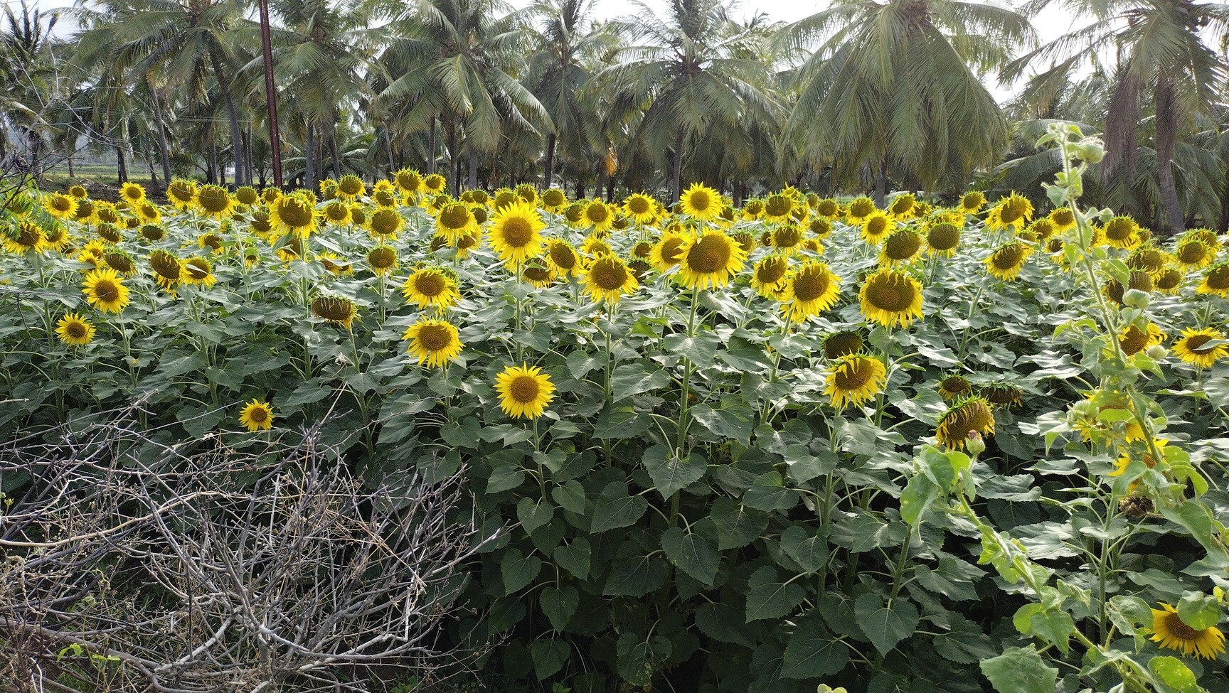 The Big Sunflower Garden in Kambley,Tirunelveli - Parks near me in