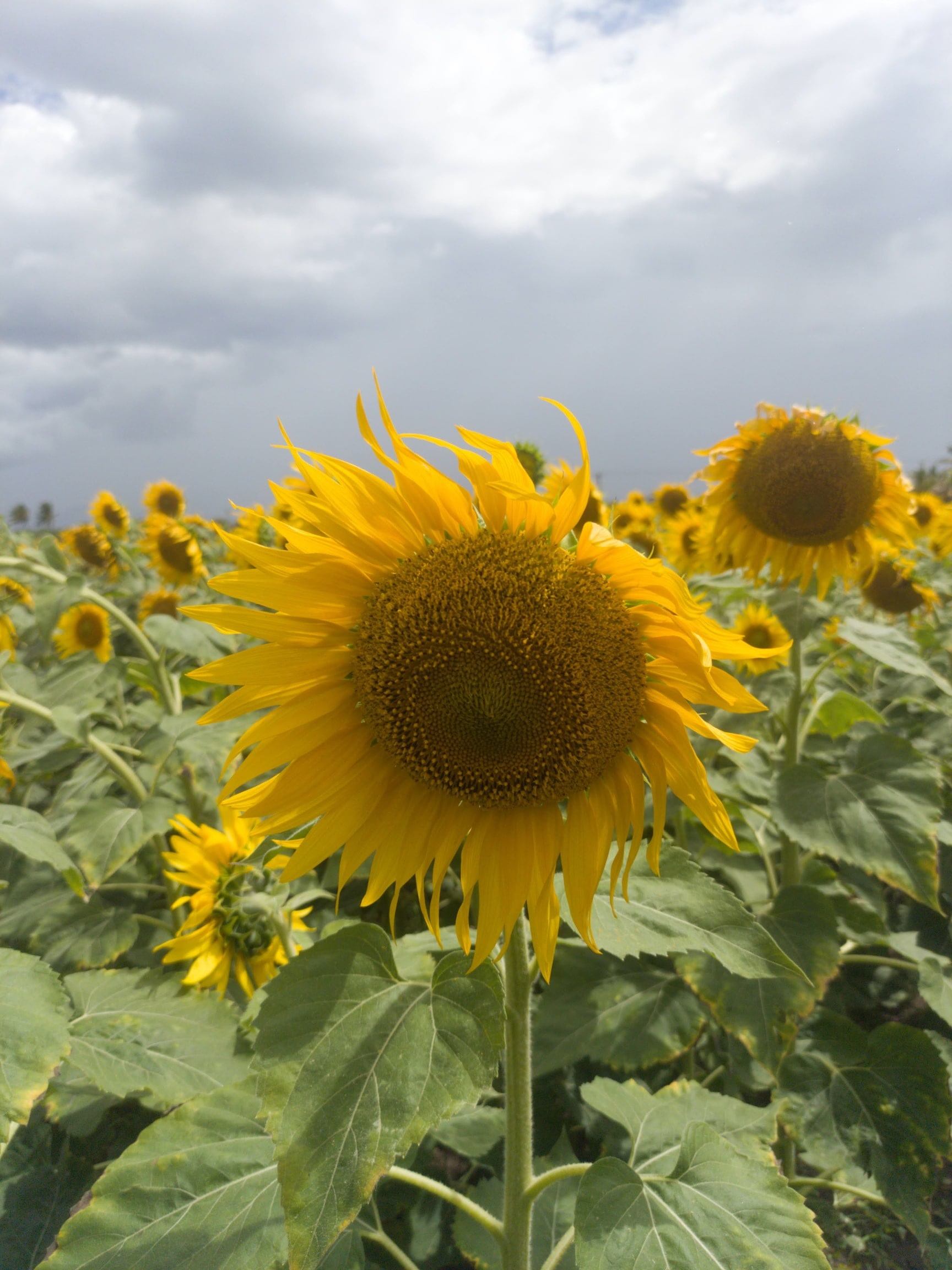 Sun Flower Garden in Kambley,Tirunelveli - Parks near me in