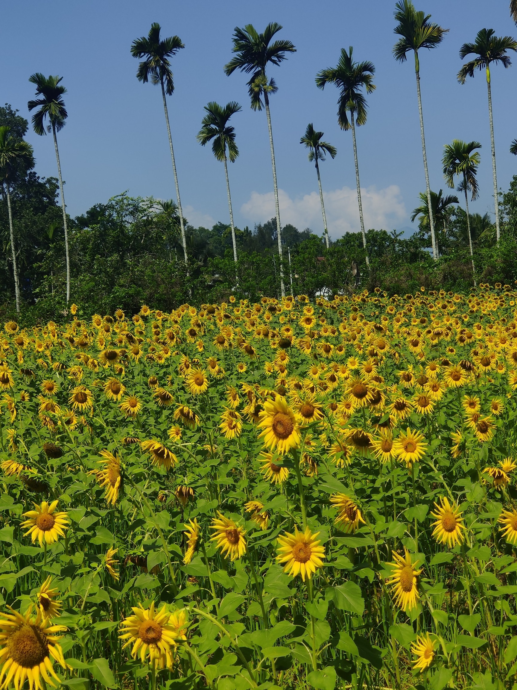 Sunflower Garden in Muttil,Wayanad - Parks near me in Wayanad